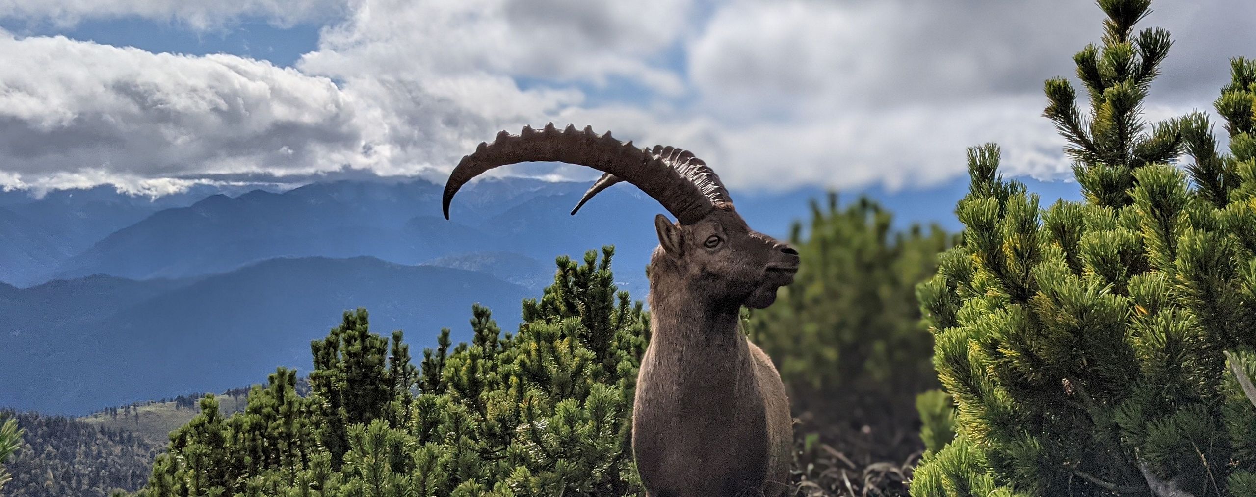 Steinbock